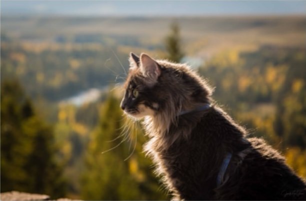 Buckley overlooking the mountains