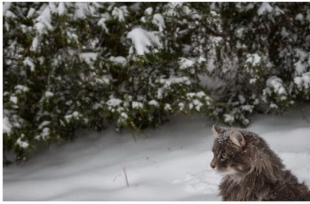 Buckley in the snow